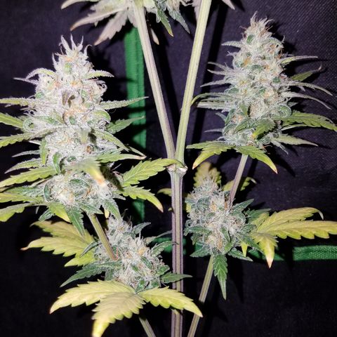 Santa's Bubblegum  growlog timeline photo