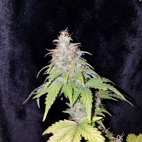Solodiol CBD Auto growlog timeline photo
