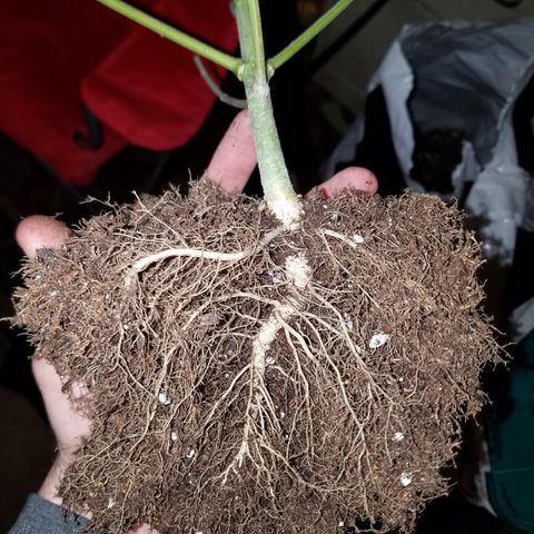 Solodiol CBD Auto growlog timeline photo