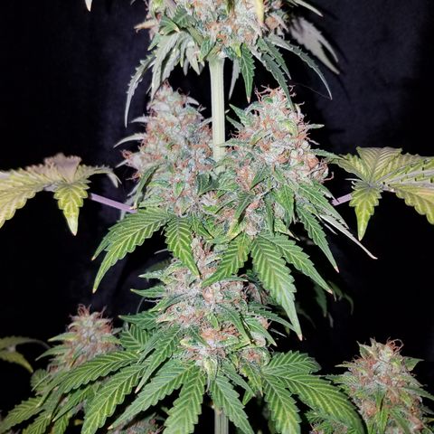 Solodiol CBD Auto growlog timeline photo