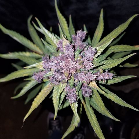 Purple Kush 1:1 growlog timeline photo