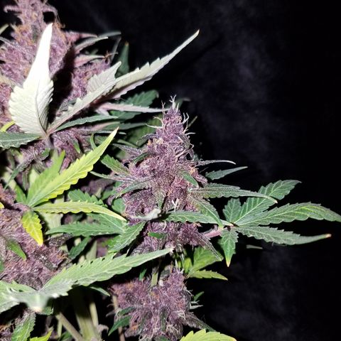 Purple Kush 1:1 growlog timeline photo
