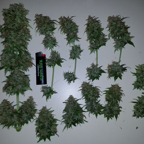 Solodiol CBD Auto growlog timeline photo