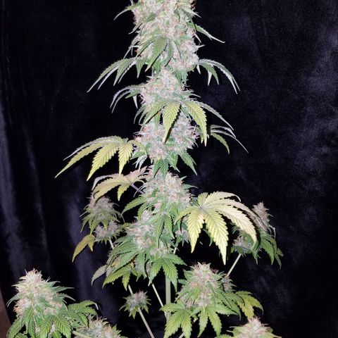 Solodiol CBD Auto growlog timeline photo