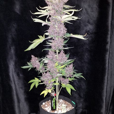 Purple Kush 1:1 growlog timeline photo