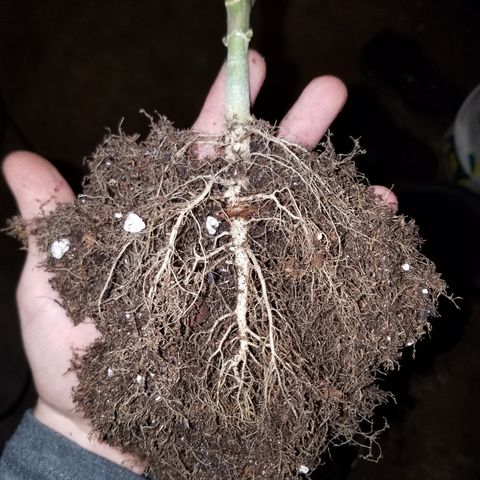 Purple Kush 1:1 growlog timeline photo