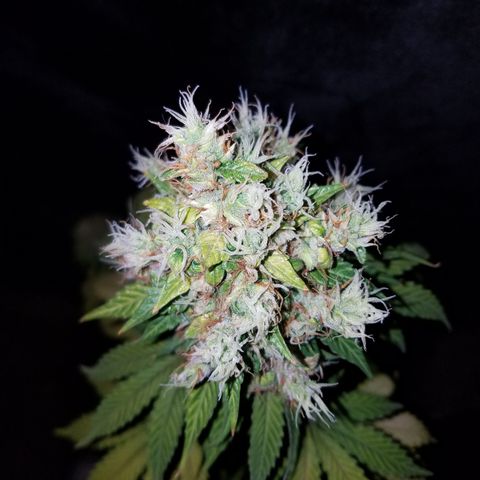 Solodiol CBD Auto growlog timeline photo