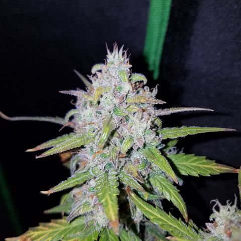 Santa's Bubblegum  growlog timeline photo