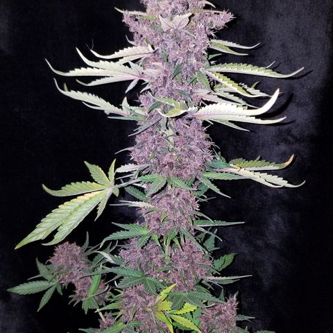 Purple Kush 1:1 growlog timeline photo