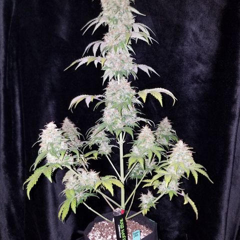 Solodiol CBD Auto growlog timeline photo