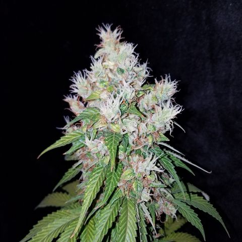 Solodiol CBD Auto growlog timeline photo