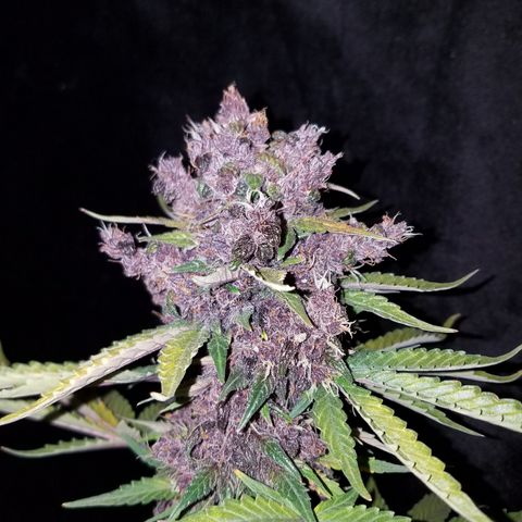 Purple Kush 1:1 growlog timeline photo