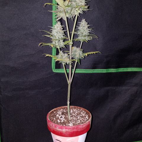 Santa's Bubblegum  growlog timeline photo
