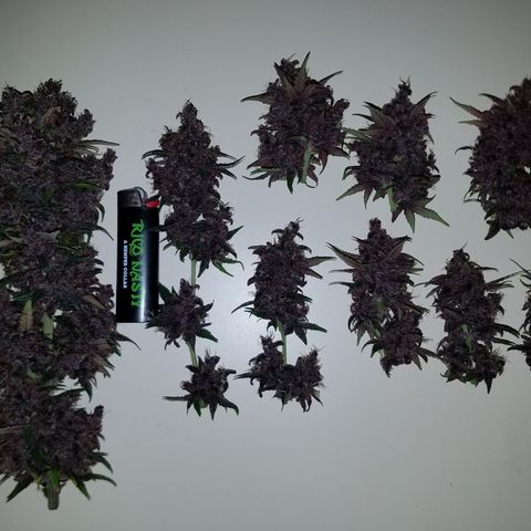Purple Kush 1:1 growlog timeline photo