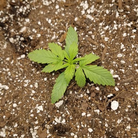 Six Shooter  growlog timeline photo