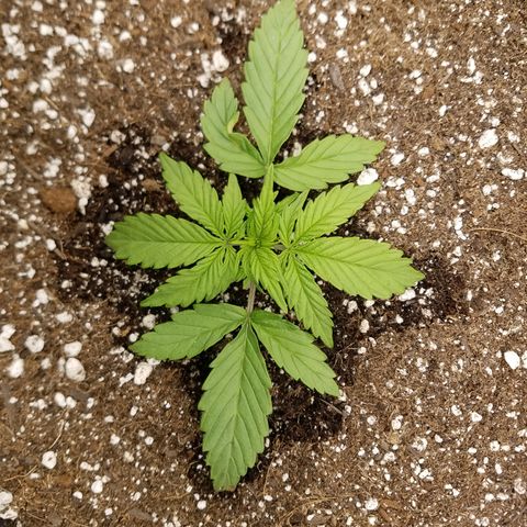 Six Shooter  growlog timeline photo