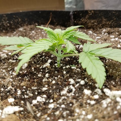 Six Shooter  growlog timeline photo