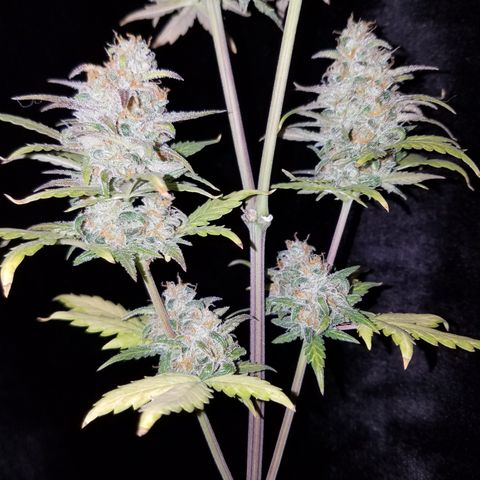 Santa's Bubblegum  growlog timeline photo
