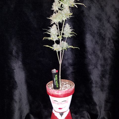 Santa's Bubblegum  growlog timeline photo