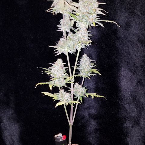 Santa's Bubblegum  growlog timeline photo