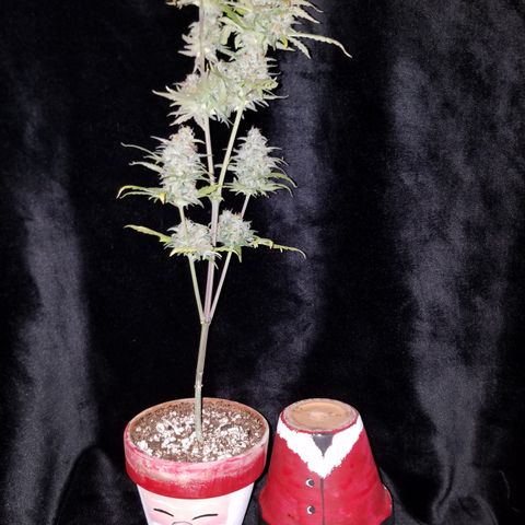 Santa's Bubblegum  growlog timeline photo