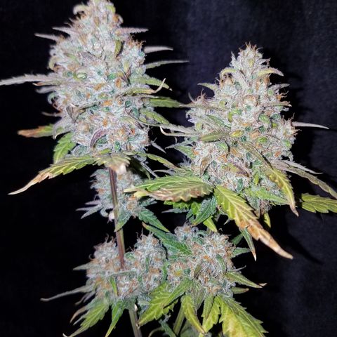 Santa's Bubblegum  growlog timeline photo
