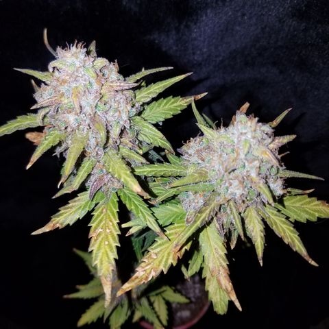 Santa's Bubblegum  growlog timeline photo