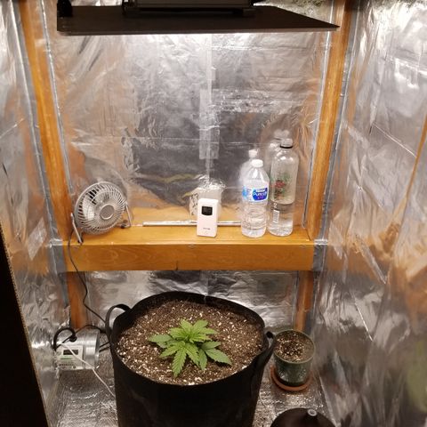 Six Shooter  growlog timeline photo