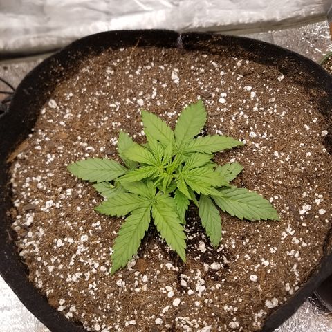 Six Shooter  growlog timeline photo