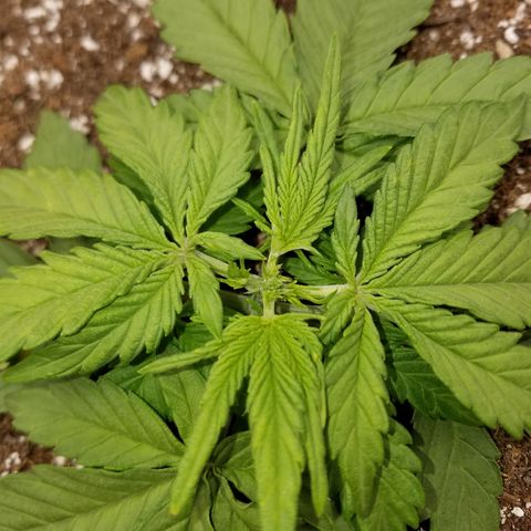 Six Shooter  growlog timeline photo