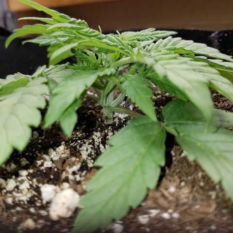 Six Shooter  growlog timeline photo