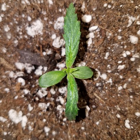 Green Crack  growlog timeline photo