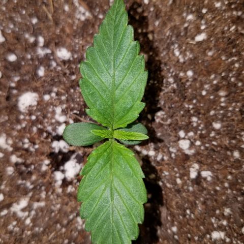 Loco Mota growlog timeline photo