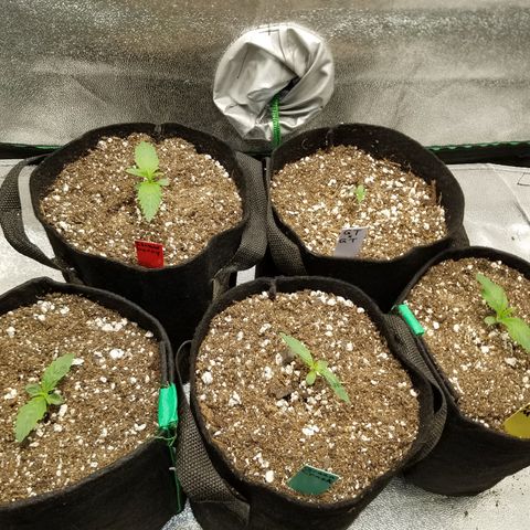 Strawberry Sprinkles growlog timeline photo