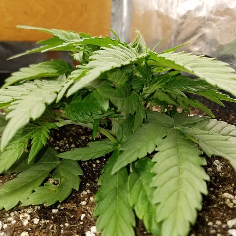 Six Shooter  growlog timeline photo