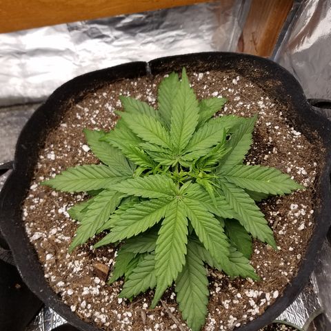 Six Shooter  growlog timeline photo