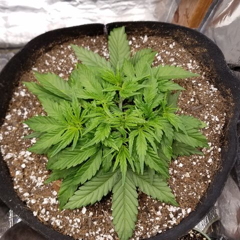 Six Shooter  growlog timeline photo
