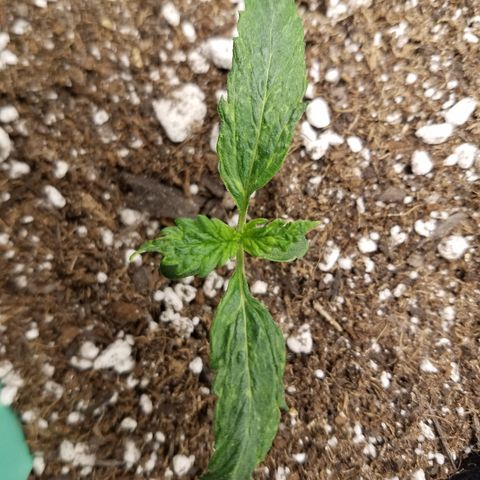 Green Crack  growlog timeline photo
