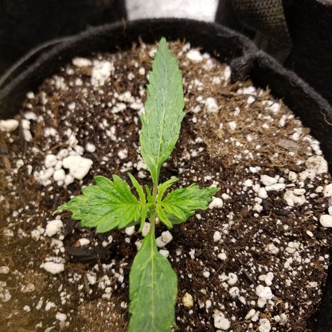 Green Crack  growlog timeline photo