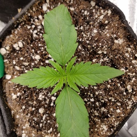 Loco Mota growlog timeline photo