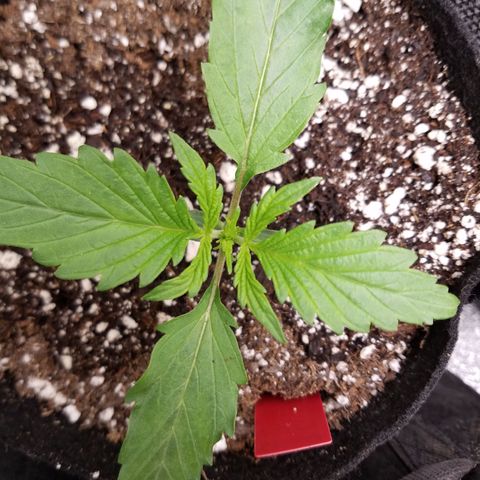 Strawberry Sprinkles growlog timeline photo