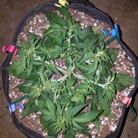 Six Shooter  growlog photo: LST!