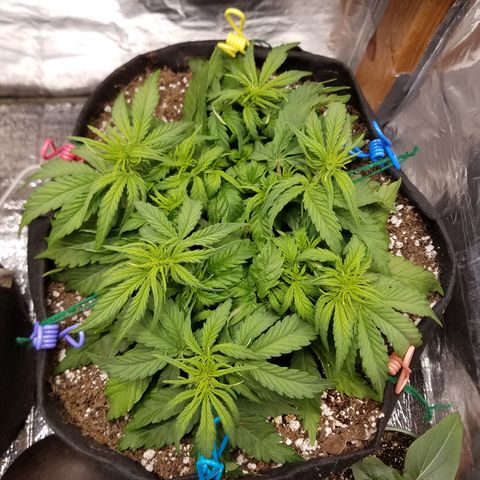 Six Shooter  growlog timeline photo