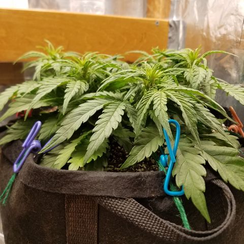 Six Shooter  growlog timeline photo