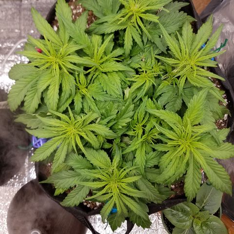 Six Shooter  growlog timeline photo