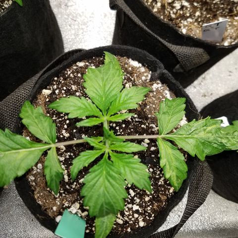 Green Crack  growlog timeline photo