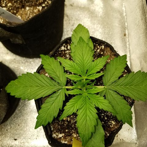Loco Mota growlog timeline photo