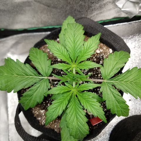 Strawberry Sprinkles growlog timeline photo