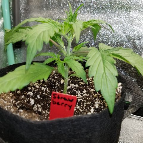 Strawberry Sprinkles growlog timeline photo