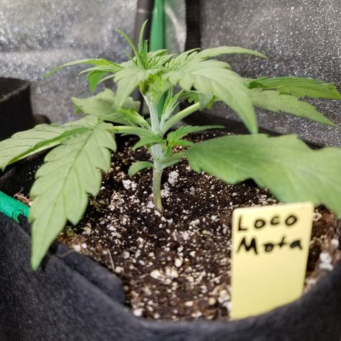 Loco Mota growlog timeline photo